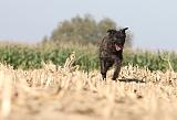 BOUVIER DES ARDENNES 124